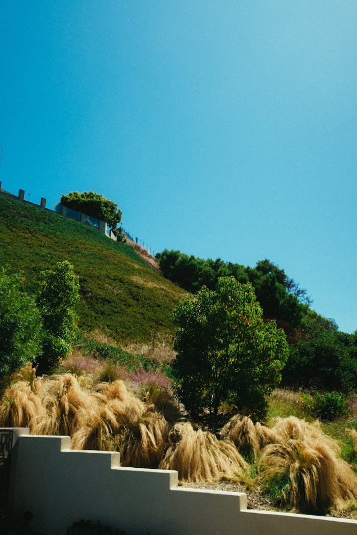 A peaceful hillside with diverse green vegetation under a clear blue sky.