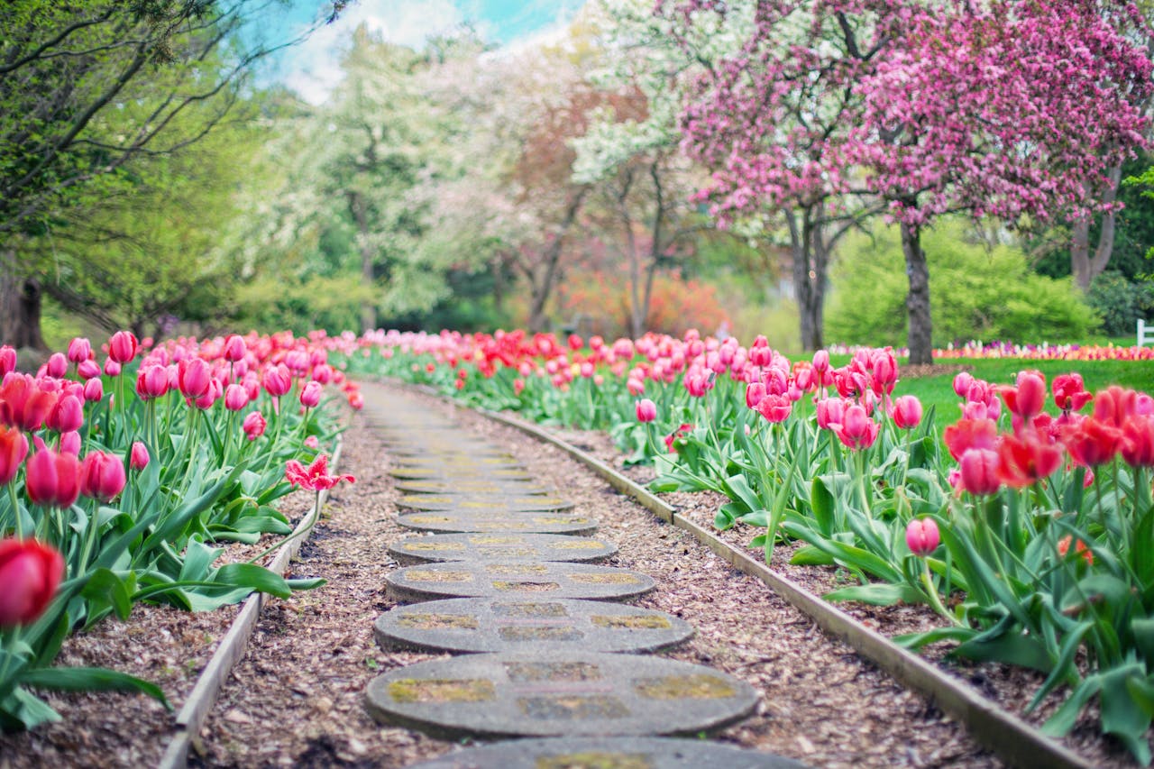 Captivating garden path lined with vibrant blooming tulips under spring blossom trees.